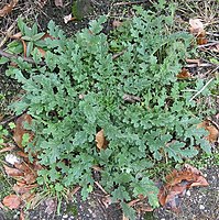 meerjarige plant na de bloei