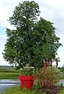 „Überlebens-Kastanie“ Gruna, der einzige überlebende Baum Magdeborns