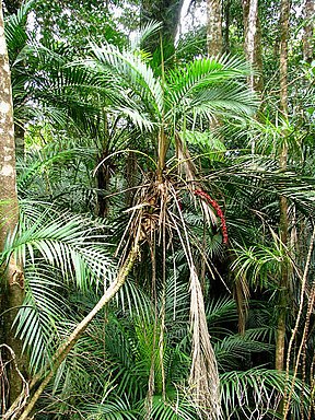 Laccospadix australasica