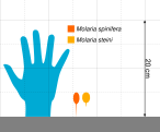 Size comparison of the two species