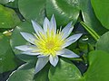 Nymphaea thermarum