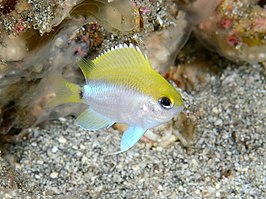 Chromis okamurai