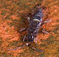 Orchesella cincta