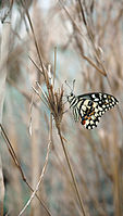 Papilio demoleus