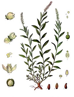 Polygala senega βοτανική εικόνα από το βιβλίο Köhler’s Medizinal-Pflanzen, 1887