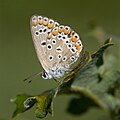 4 Polyommatus icarus