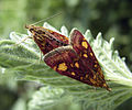 Pyrausta aurata