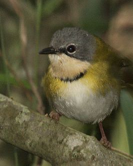 Rudds apalis