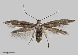 Scythris nigra