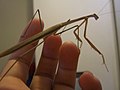 Adult female Tenodera australasiae