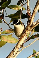 White-throated Honeyeater