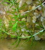 a small submerged plant