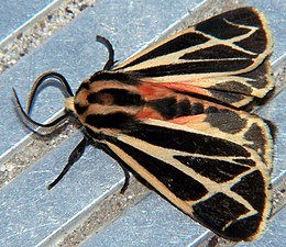 Apantesis phalerata