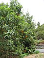 Arbutus canariensis