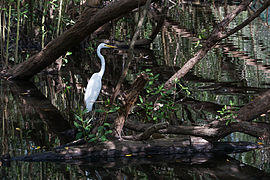 Ardea alba in mangrove