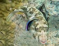 A disruptively patterned white-spotted puffer being cleaned by a conspicuously coloured Hawaiian cleaner wrasse.