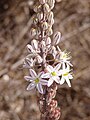 Drimia maritima (Scilla marittima)