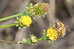 with Bidens pilosa