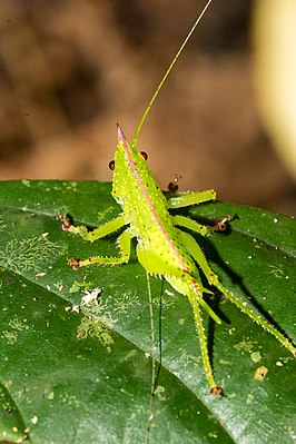 Copiphora gracilis