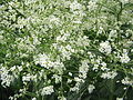 Crambe cordifolia close-up