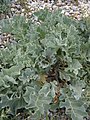 Crambe maritima leaf