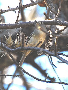 Dwergvireo