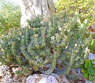 Η Ευφορβία η κυανίζουσα Euphorbia caerulescens, στον Εξωτικό Κήπο (Jardin Exotique) του Μονακό.