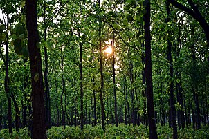 Forest in jharkhand