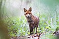 "in einem Naturschutzgebiet in Bochum", Fotograf will Ort nicht näher eingrenzen, siehe hier