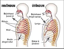 Myndin sýnir starfsemi líkamans við inn og útöndun