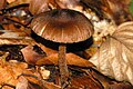 !!!Inocybe asterospora!!!