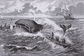 Walfang nach neuster Fangmethode (1885)