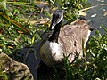 Kanadai lúd (Branta canadensis)