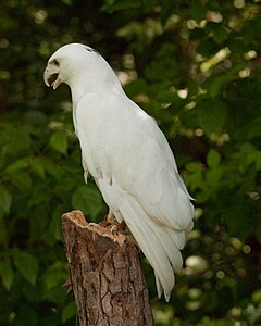 Lösistik kızıl kuyruklu şahin (Buteo jamaicensis)