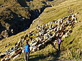 Schaftrieb an der Martin-Busch-Hütte