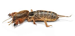 Gryllotalpa brachyptera, Victoria, Ausztrália