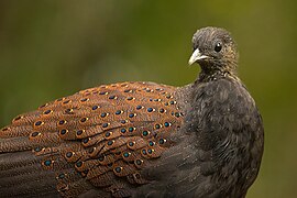 Mountain peacock-pheasant[25]