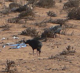 Foeragerende heremietibissen in Souss Massa