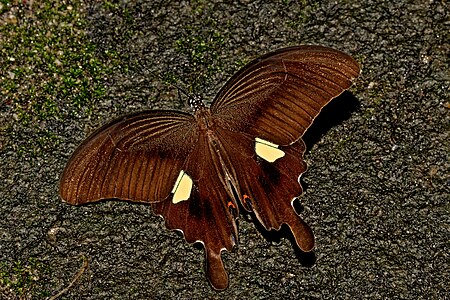 Dorsal view