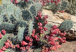 Plant with light spine color and fruit