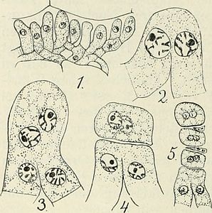 Aecidiosporevorming bij Phragmidium speciosum: 1. Jong aecium, 2. Versmelting twee buurcellen, 3. Na kernversmelting (karyogamie) volgt de meiotische kerndeling, 4. Het bovenste deel van 3 wordt de moedercel van de aecidiosporen. 5 Een rij van drie tweekernige aecidiosporen, die door een septum gescheiden zijn; hieronder versmeltende cellen.