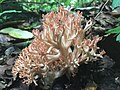 Ramaria subbotrytis