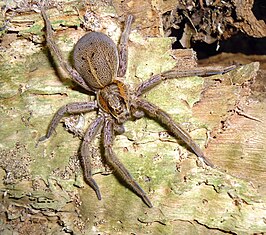 Dolomedes schauinslandi