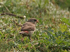 Female with red rump visible