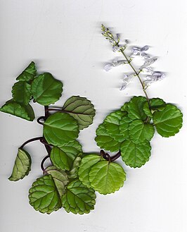 Plectranthus verticillatus