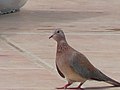 Palmtaube Laughing Dove