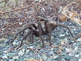 Aphonopelma smithi