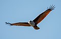 Image 39The Brahminy kite (Haliastur indus) is a medium-sized bird of prey in the family Accipitridae found in the Indian subcontinent, Southeast Asia and Australia. They are found mainly on the coast and in inland wetlands, where they feed on dead fish and other prey. Adults have a reddish-brown body plumage contrasting with their white head and breast which make them easy to distinguish from other birds of prey. The pictured specimen was photographed at Kuakata Eco-Park. Photo Credit: Md. Tareq Aziz Touhid