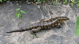 With regrown tail, Trinidad