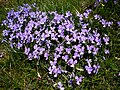 Plants of Viola Bertolonii